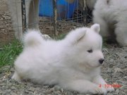 Samoyed puppies for sale.