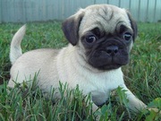 PUG PUPPIES FOR SALE  @ ANSHUKENNEL